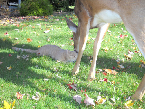 cndycrn:deer visits cat every morning since it was a kitten