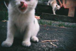 kungfuqua:  csi: cats by tnemgarf on Flickr. 