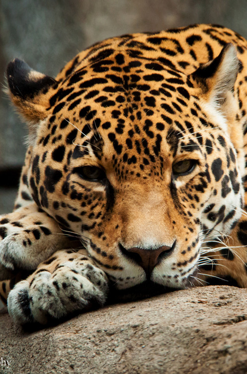 kevvn:  big cat by (Kelly Torian) 