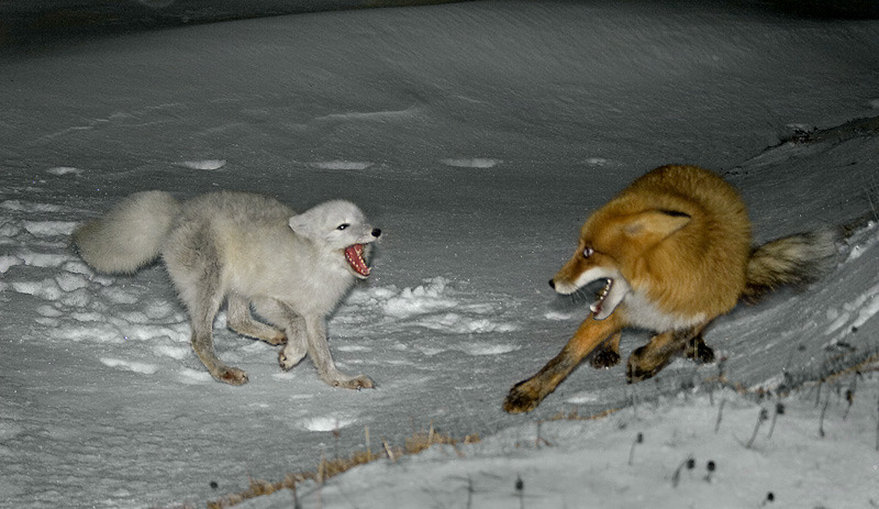 Pictures Of Animals • Red Vs Arctic Fox Red Foxes Will Often Kill