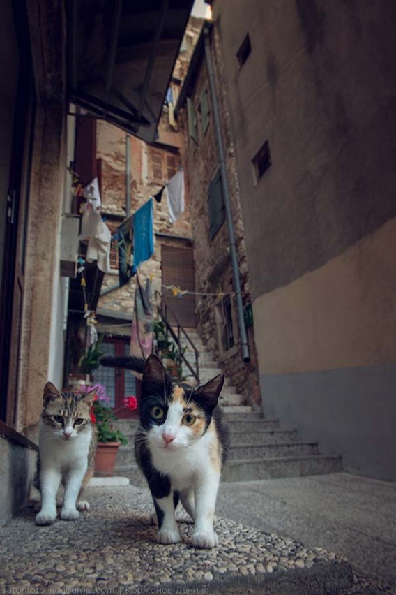 zoo:  路地裏マニア必見の場所:猫たちがたむろう中世の情緒を残す旧市街、