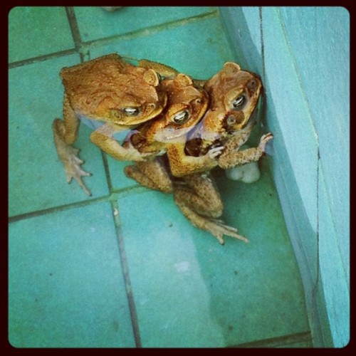 This is just plain wrong. #sleazyamphibians #toad #goodtime #threesome #animals #wild (Taken with In