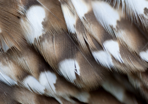 valscrapbook:Barred Owl V by I am Jacques Strappe on Flickr.