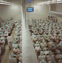 grupaok:  Yto Barrada, Factory 1, Prawn processing plant in the Free Trade Zone, Tangier, 1998 [via anotherafrica]