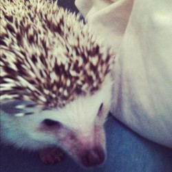 coulsens:  Sniff sniff sniff #hedgehog (Taken with Instagram)