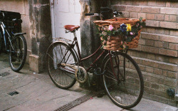 aphelia: Flowery bicycle (by The_Lyricist)