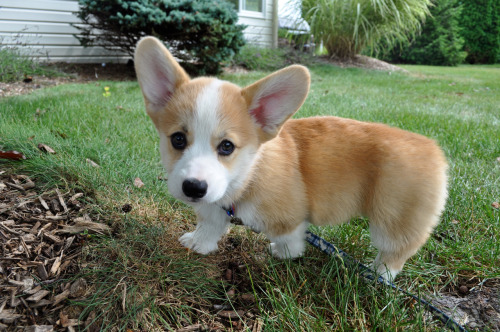 corgiaddict:
“ Effie, aka Bat Ears, the day we brought her home, surveying her new territory
Submitted by http://corgidiaries.tumblr.com/
”