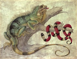 stilllifequickheart:  Maria Sibylla Merian Iguana and Coral Snake  Late 17th - early 18th century