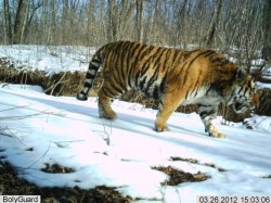 tigersandcompany:  An Amur tiger photographed at