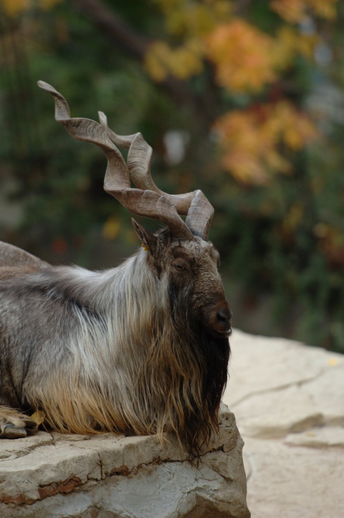 getawildlife: Markhor Goat (by Sanji-)