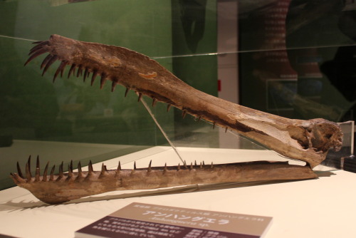 pangea-note:  翼竜アンハングエラの頭骨。白亜紀の魚食者の頭骨三連発。