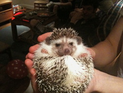 argyler:  What did you do last night? Was it a hedgehog birthday party? Probably not.