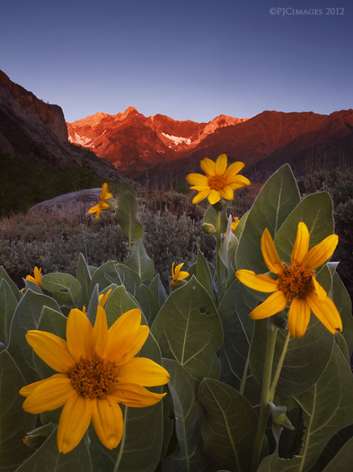 John Muir wilderness, Mcgee creek, California
© Peter J Coskun photography