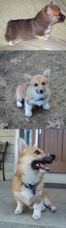 corgiaddict:  The timeline of Tobie over 6 months 