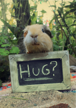 guineapiggies:  (Hug? by *Guineazilla) 