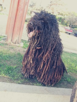 vidadeoso:    Crees que lo has visto todo en tumblr &gt;:c? Pués no! aquí un perro rastafari :)  jdsfhjadsjd lo encontré en la playa e.e  sjfsadfsdkfahsdkjfh que amor hueón, yo lo quiero*-*Dog marley ._. sahdbhsd  BOOM BABYLON ! 