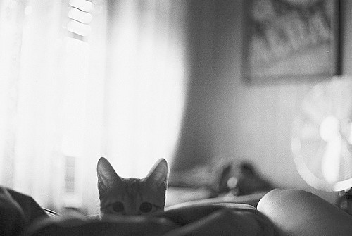 Cats and Tats