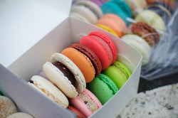 so-rosylicius:  flowercrowners:  aquasaur:  Pretty patties :)  oMG I WAS THINKING THAT TOO IM NOT ALONE ^^^  ❀rosy blog that follows back similar❀