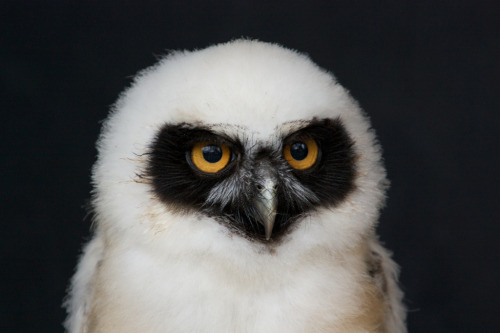 Phyllis the Spectacled Owl (by RhianS)