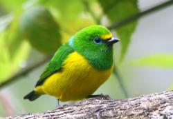 fairy-wren:blue naped chlorophonia (photo