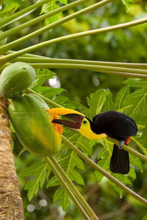 fairy-wren:  chestnut-mandibled toucan (photo by deep green photography)