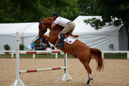 nsphotographs:FEI Junior and Young Rider Championships 2012.