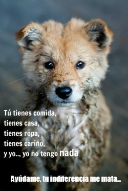 conciencia-animal:  NO COMPRES UNO DE RAZA, ADOPTA UNO SIN CASA! 