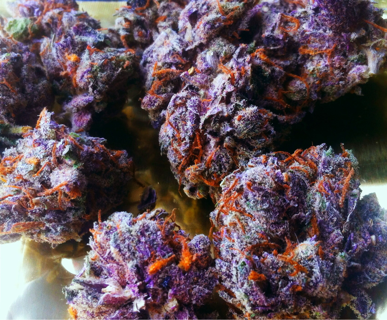cpe420:  Some Purpley Afgoo. My friend while on vacay ;)