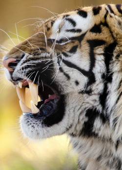 llbwwb:  For my Tiger Lovers;) Vlad (by Dave