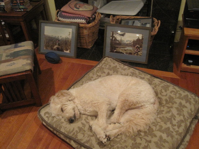 Two of the things I love most: my dog and teaching vacation bible school  &hellip;well,