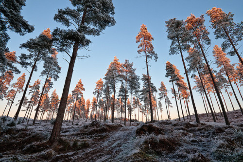 absolutescotland:Sunkissed Winter Trees v2 by chris_thomson_1274 on Flickr.