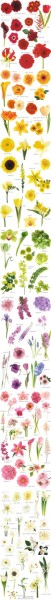 my-big-fat-wedding-kitsch:
“ flower chart
”