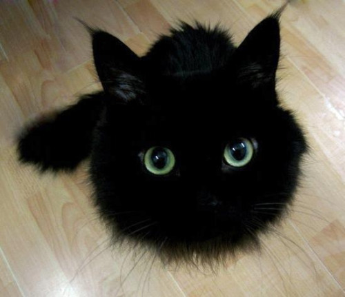 aboyscoutandabrownie:[Image: A photograph from above of a longhaired black cat sitting and looking u