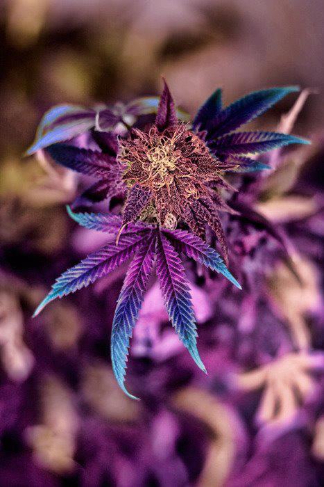 This Blog Smells Like Weed