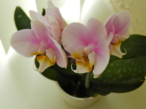 amakyekye:
“ Bored this morning..decided to play around with my orchids…I love orchids.
”