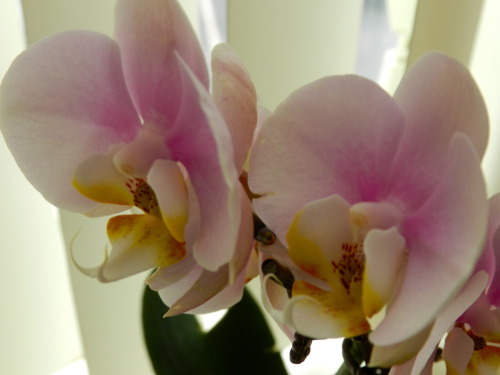 amakyekye:
“ Bored this morning..decided to play around with my orchids…I love orchids.
”