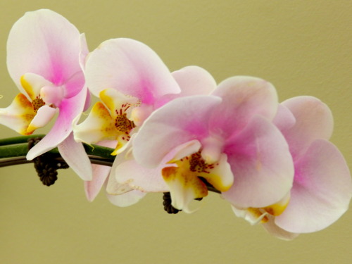 amakyekye:
“ Bored this morning..decided to play around with my orchids…I love orchids.
”