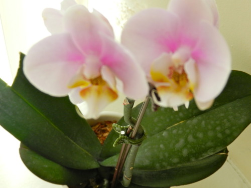 amakyekye:
“ Bored this morning..decided to play around with my orchids…I love orchids.
”