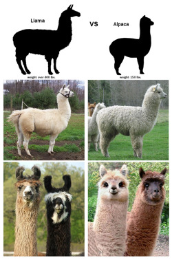 Dontmakepeopleintoheroes:  Bunny-Booty:  Alpacas Are So Much Fucking Cuter Then Llamas.