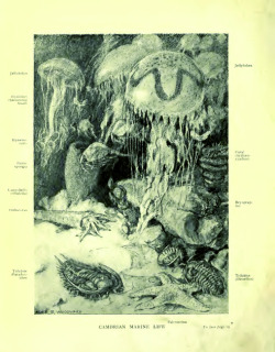 Moschops911:  Paleozoic Marine Life, By Alice B. Woodward For The Book Evolution