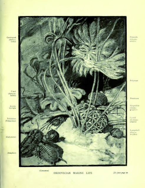 moschops911:  Paleozoic marine life, by Alice B. Woodward for the book Evolution in the Past, 1912 
