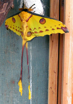 fuckyeahmoths:  Argema mittrei (Comet Moth)