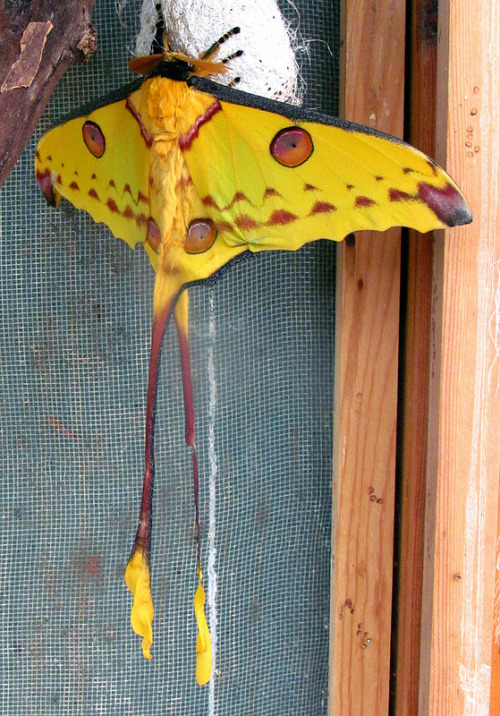 fuckyeahmoths:  Argema mittrei (Comet Moth) porn pictures