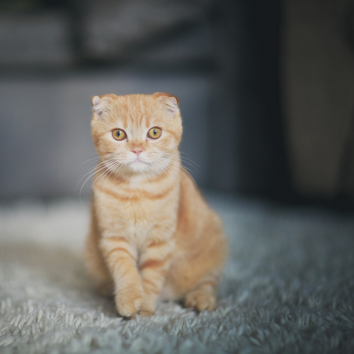 meow.