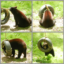theanimalblog:   Ashley Sewell  Bear Hollow Zoo Athens, GA