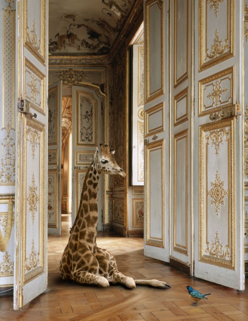 thevuas:  © Karen Knorr 