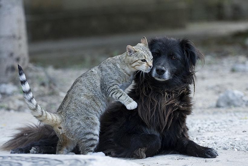 llbwwb:  Kiss on the cheek. Photo by GENNADIY 
