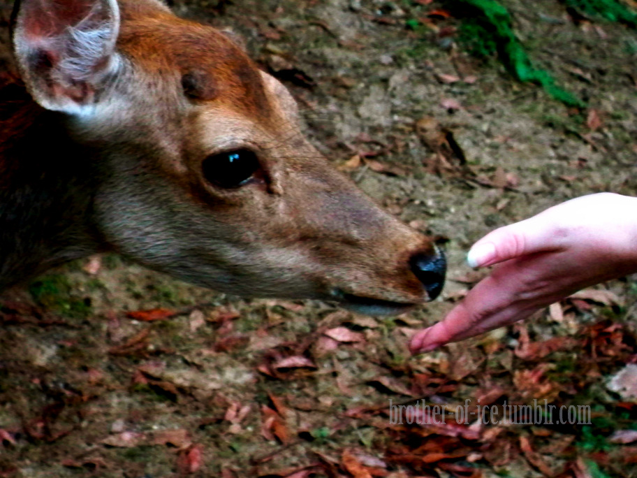brother-of-ice:  The Sacred Deer of Nara, Japan Pictures taken by me in the summer