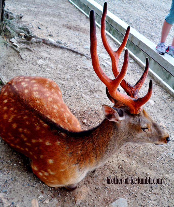 brother-of-ice:  The Sacred Deer of Nara, Japan Pictures taken by me in the summer