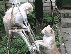 thelittlestonedfox:  RAAAAAAAAAAAAAAAAAAAAAAAAAAAAH FUCK YOOOOOOOOOOOOOOOOOOOOOOOOU